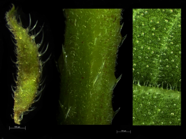 葎草的皮刺 葎草的皮刺